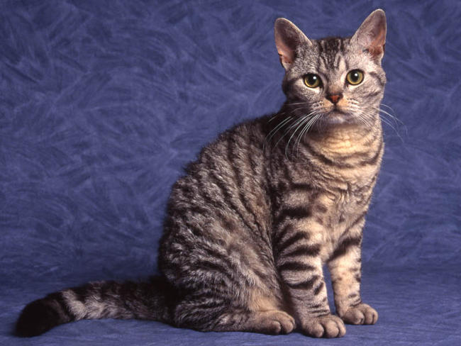 American-Wirehair-Pictures.jpg