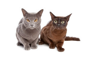 two Burmese cats