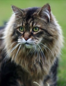classic-maine-coon-male