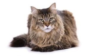 max_400_maine-coon-460x290