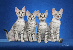 four-egyptian-mau-kittens